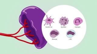 Immunity in spleen [upl. by Ysdnyl236]