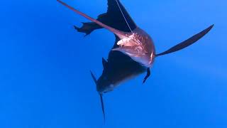 Saltwater Fishing Costa Rica [upl. by Acsecnarf]