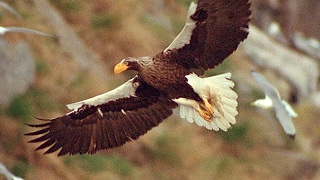 Worlds Largest Eagle Attacks Kittiwake Birds  Blue Planet  BBC Earth [upl. by Jerrylee]