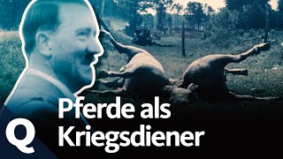 Die Geschichte vom Pferd – im Krieg und auf dem Teller  Quarks [upl. by Harat]