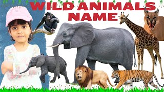 Wild animals  wild animals name in english  wild animals name  Aira class [upl. by Enrobyalc]