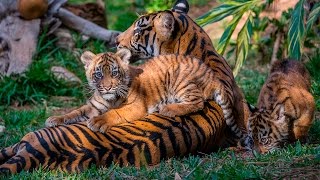 Endangered Sumatran Tiger Cubs Debut [upl. by Retsila934]