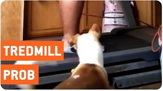 Dog Tries To End Work Out  Ankle Biter [upl. by Fish]