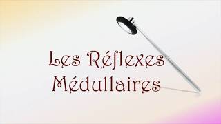 Neurofacile 9  Les réflexes médullaires [upl. by Nirtak]