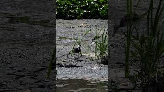 SpurWinged lapwing Callig Song  Short video 4KUHD Birds Photography  Wildlife Animals [upl. by Enirehs]