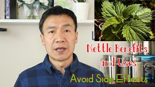 Stinging Nettle Benefits Uses and Side Effects Nettle Leaf or Root How to Make Nettle Tea [upl. by Ettennek]