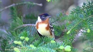 Baybreasted Warbler [upl. by Rundgren]