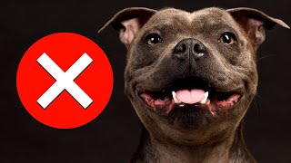 7 Reasons You Should NOT Get a Staffy SERIOUSLY [upl. by Anaeirb]