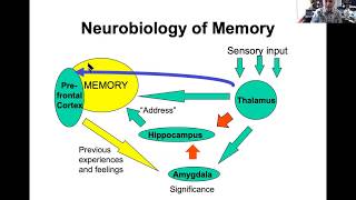 Minds Matter 2020 Neurobiology of Trauma in the Brain [upl. by Frederik777]