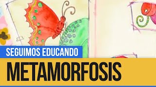 Metamorfosis el ciclo de vida de las mariposas  Seguimos Educando [upl. by Wight]