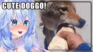 PUPPER was FAMISHED  Mifuyu Reacts to UNUSUAL MEMES COMPILATION [upl. by Laurita212]