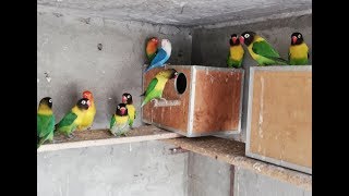 Personatus Lovebird Colony Breed Season 2019  Yellow Collared Lovebirds Aviary [upl. by Kassel]