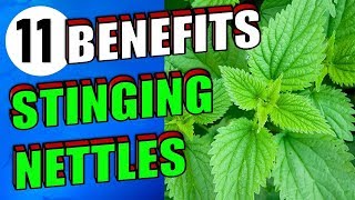 11 Remarkable Stinging Nettle Benefits For Hair Body Skin amp Gout [upl. by Rhynd]