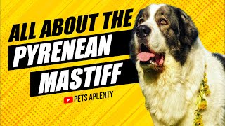 Pyrenean Mastiffs The Dog With A History [upl. by Enineg454]