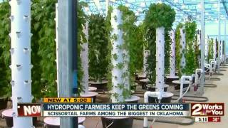 The world’s largest aeroponic farm exploding with food in the middle of a “food desert” [upl. by Lazos82]