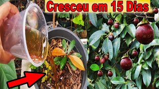 MANGOSTÃO CRESCEU EM 15 DIAS Depois Que Fiz Isto 😱🌳 [upl. by Barris]