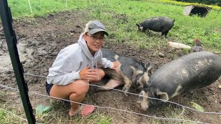 The best homestead pig Idaho Pasture Pig [upl. by Snahc]