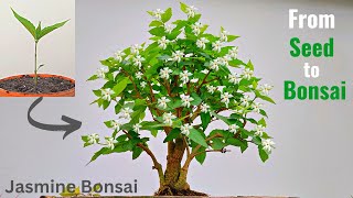 How to make a Bonsai tree  Jasmine Bonsai tree [upl. by Ahsiek681]