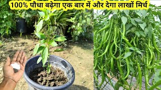 मिर्च का पौधा को तेजी से बढ़ाने का टॉप सीक्रेट उपाय  How to fast growing chilli plant [upl. by Uhp]