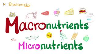 Whats the difference between macronutrients and micronutrients [upl. by Olva383]