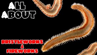 All About Bristle Worms and Fire Worms [upl. by Drauode]