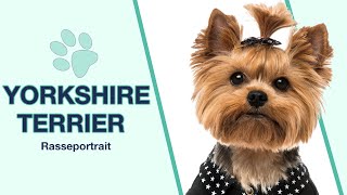 Yorkshire Terrier im Rasseportrait  Ein Vertreter der kleinsten Hunderassen [upl. by Ysac]