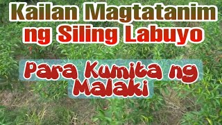 MALAKING KITA SA TAMANG PANAHON NG PAGTATANIM NG SILING LABUYO  350 THOUSAND SA 14 HECTARE [upl. by Cammie166]