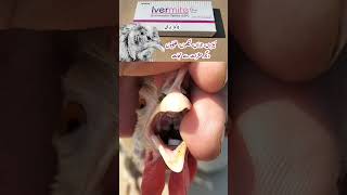 Antiparasitic for Poultry Birds  Ivermectin for Chickens  Scaly Leg Mites Lice Parasites [upl. by Alegnaed]