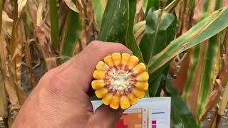 Agronomy Update 91024 Crop moisture and variability [upl. by Four]