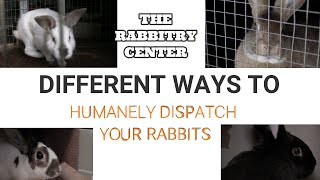 HOW TO HUMANELY DISPATCH RABBITS [upl. by Ardnasac]