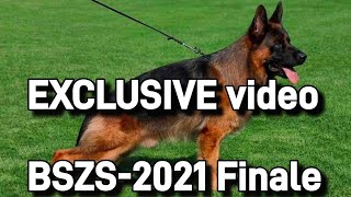 EXCLUSIVE video  BSZS2021 finale  German Shepherd World Championship [upl. by Sacttler589]