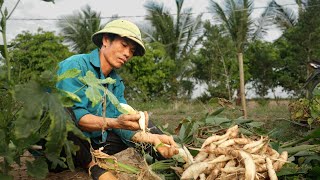 Clear away weeds try special tubers that help Vietnam overcome wartime famine  Vietnam Rural Story [upl. by Ahkeber]