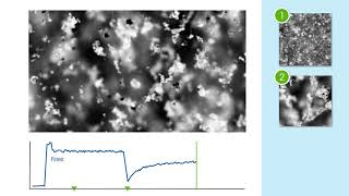 Crystallization Mechanisms Particle Flocculation crystallization [upl. by Burl]