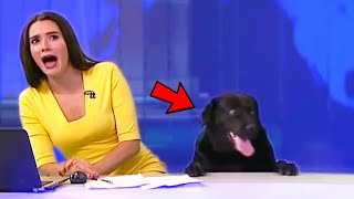 Best Animals News Bloopers [upl. by Bord686]