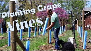 How to Plant Wine Grapes [upl. by Asseralc]