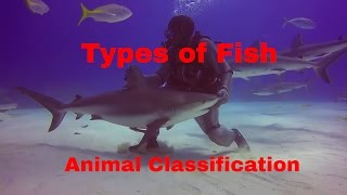 Types of FishAnimal Classification [upl. by Nimad]