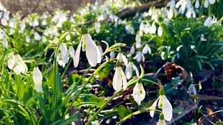 Snowdrops  An Essential Plant For Any Wildlife Garden [upl. by Anyel905]