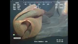 Top 5 Mesmerizing Deep Sea Creatures  Deepsea Oddities Countdown [upl. by Parent122]