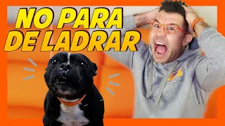 ⚠️ ESTO FUNCIONA ⚠️ Claves para que tu PERRO pare de LADRAR 🐶😫  Educación Canina 📝 [upl. by Cassandre778]