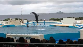 美ら海水族館 イルカショー オキちゃん劇場 フルバージョン 2012 沖縄 Dolphin Show HD [upl. by Boarer]