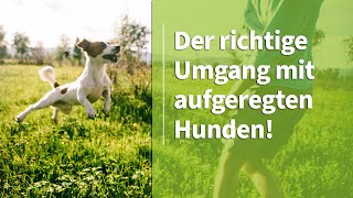 Aufgeregter Hund ➡️ Der richtige Umgang mit aufgeregten Hunden ✔️ [upl. by Eecak962]