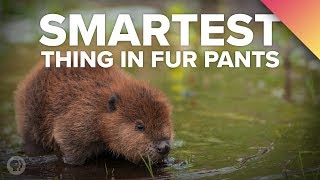 Why BEAVERS Are The Smartest Thing In Fur Pants [upl. by Goode]