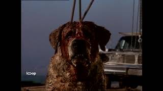 Cujo 1983  Horror  Thriller  Movie Trailer [upl. by Orola5]