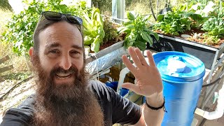 Aquaponics System  Trial Biofilter and System Update [upl. by Niwrehs]