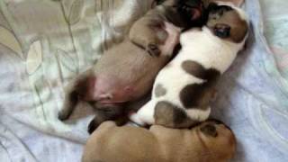 Französische Bulldoggen WelpenBullywelpenfrench bullyFrench Bulldog Puppiesboulegogue chiots [upl. by Benioff401]