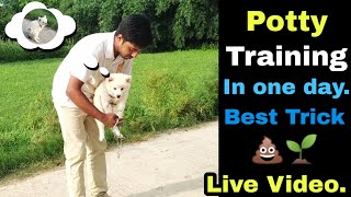 Potty training of puppy or dog in just one day 💩😲 [upl. by Annaehr]