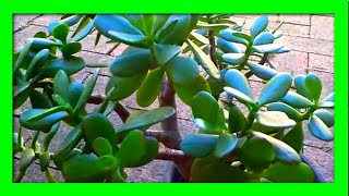 Jade Plant Propagation In Water Stem Cuttings and Leaf [upl. by Kurtis435]