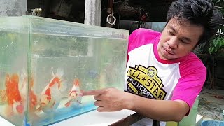 Goldfish care tips  Goldfish breeder  Ryukin Goldfish [upl. by Kudva]