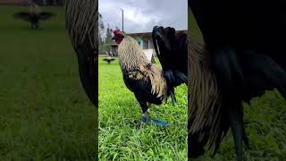 Toppy Black Grey  Gonsalves Gamefarm Beautiful Birds gamefowl [upl. by Alimat951]