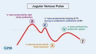 Jugular Venous Pulse  CARDIOVASCULAR SYSTEM  Drill the Basic  DMA [upl. by Yv269]